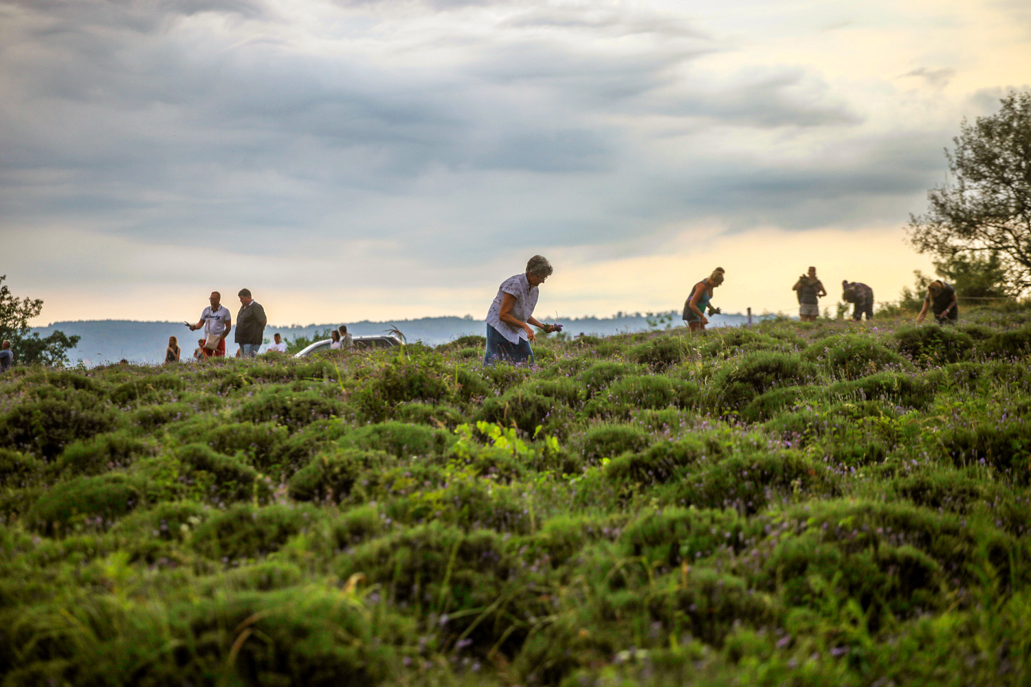 Épphogy csak elkezdődött a levendula szüret, már ki is fogytak belőle - képek a tihanyi Levendulafesztiválról Épphogy csak elkezdődött a levendula szüret, már ki is fogytak belőle - képek a tihanyi Levendulafesztiválról