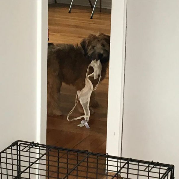 Az állatvilág legnagyobb tolvajai, akik most csúnyán lebuktak...