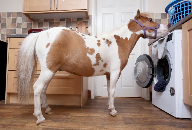 Segítő pónik jöhetnek a kutyák mellé az Egyesült Királyságban Segítő pónik jöhetnek a kutyák mellé az Egyesült Királyságban