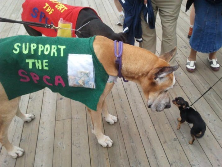 Elképesztően cuki Dávid-Góliát barátságok a kutyák között Elképesztően cuki Dávid-Góliát barátságok a kutyák között