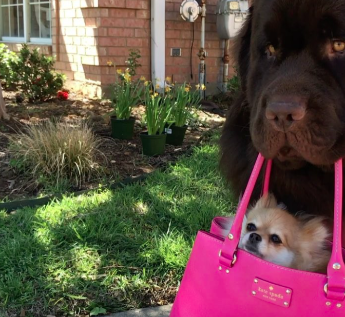 Elképesztően cuki Dávid-Góliát barátságok a kutyák között Elképesztően cuki Dávid-Góliát barátságok a kutyák között