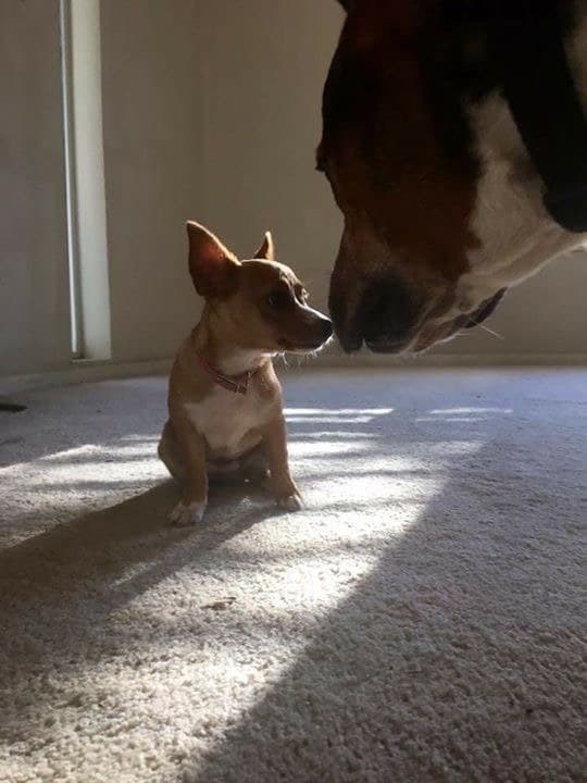 Elképesztően cuki Dávid-Góliát barátságok a kutyák között Elképesztően cuki Dávid-Góliát barátságok a kutyák között