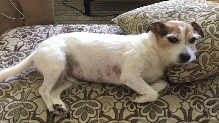 Az egész net az anyukán röhög, akinek fogalma sincs, hogy néz ki a kutyája