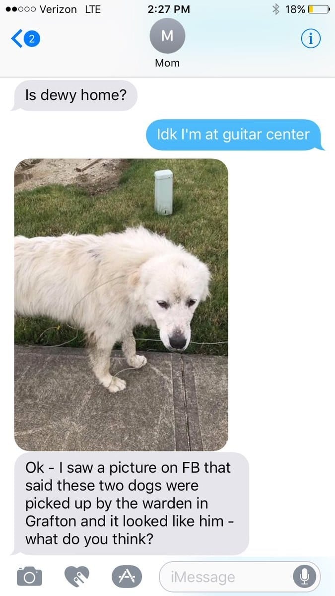 Az egész net az anyukán röhög, akinek fogalma sincs, hogy néz ki a kutyája