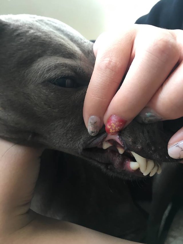 Királyként él a kutya, akit csálé fogai miatt dobtak el gazdái