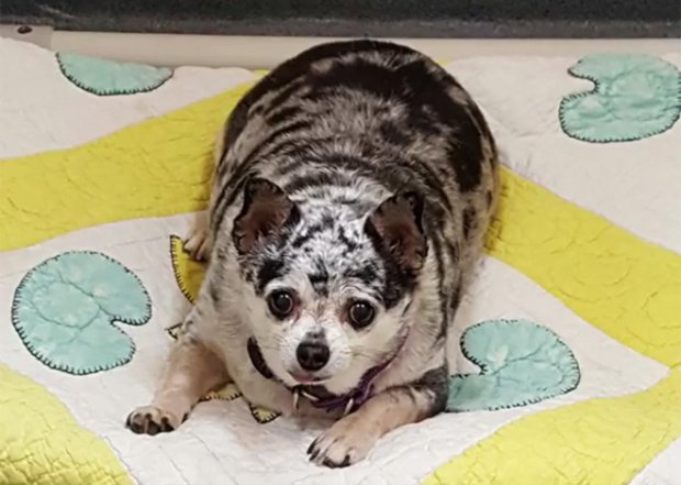 Kőkemény diétával fogyott le a hájas csivava