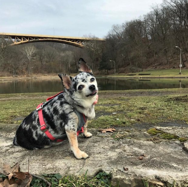 Kőkemény diétával fogyott le a hájas csivava