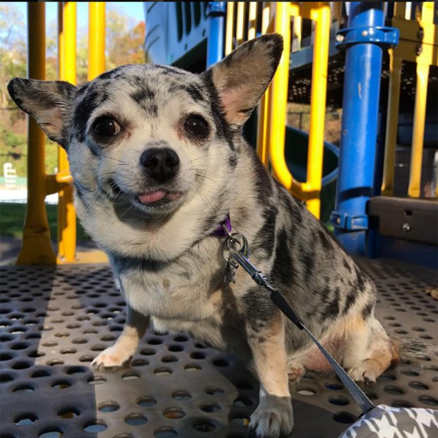 Kőkemény diétával fogyott le a hájas csivava