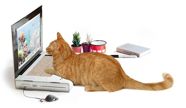 10 cucc, amivel elkényeztetheted a macskádat 10 cucc, amivel elkényeztetheted a macskádat