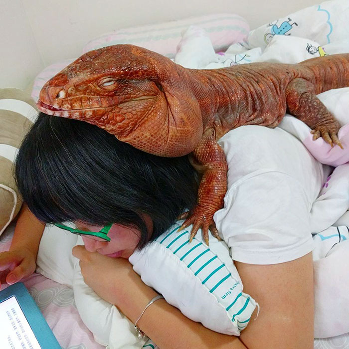 Hatalmas, kutyaként viselkedő gyíkot imádnak a neten