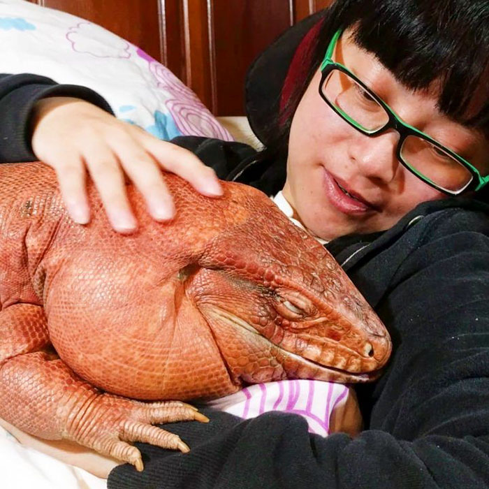 Hatalmas, kutyaként viselkedő gyíkot imádnak a neten