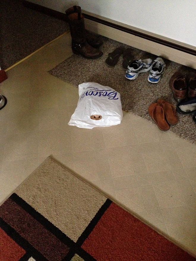 Macskanindzsák: a lopakodás és álcázás mesterei Macskanindzsák: a lopakodás és álcázás mesterei