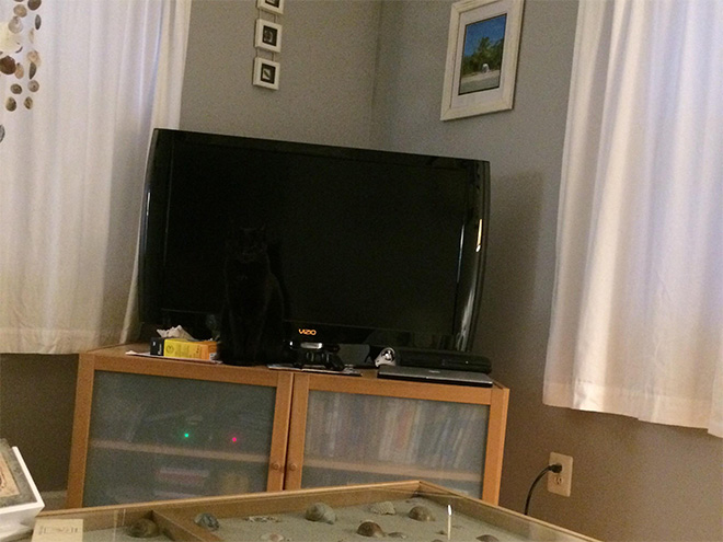 Macskanindzsák: a lopakodás és álcázás mesterei Macskanindzsák: a lopakodás és álcázás mesterei