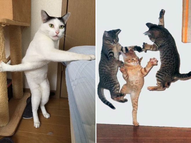 Macskanindzsák: a lopakodás és álcázás mesterei Macskanindzsák: a lopakodás és álcázás mesterei