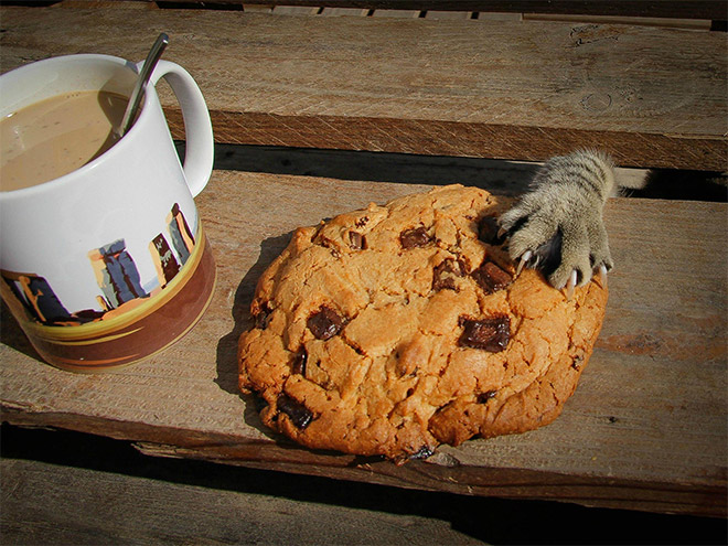 Macskanindzsák: a lopakodás és álcázás mesterei Macskanindzsák: a lopakodás és álcázás mesterei