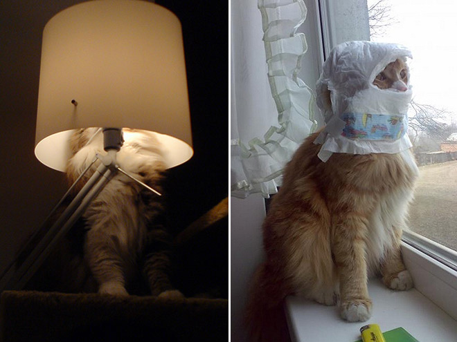 Macskanindzsák: a lopakodás és álcázás mesterei Macskanindzsák: a lopakodás és álcázás mesterei