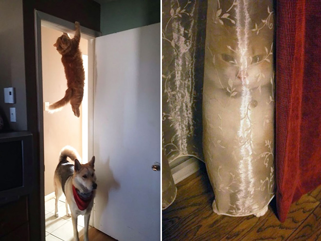 Macskanindzsák: a lopakodás és álcázás mesterei Macskanindzsák: a lopakodás és álcázás mesterei