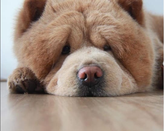 Ez a kutya tisztára úgy néz ki, mint egy medvebocs, és ez internet imádja őt