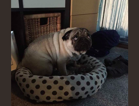 Ez a mopsz a bűnbánat szobra lehetne - cuki fotó Ez a mopsz a bűnbánat szobra lehetne - cuki fotó