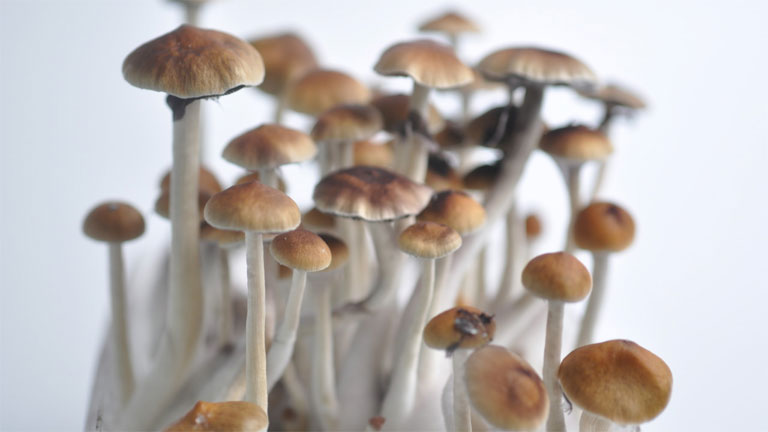 A pszilocibin tartalmú gombákat nevezi a köznyelv varázsgombának (Fotó: Tumblr)