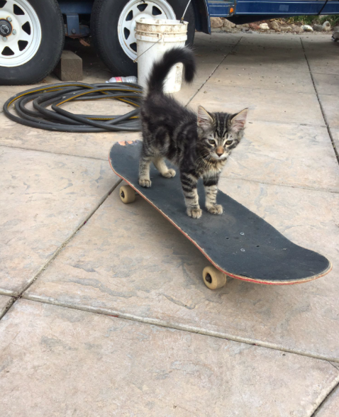 Azt kívánod, bárcsak olyan menő lennél, mint ez a gördeszkás macska Azt kívánod, bárcsak olyan menő lennél, mint ez a gördeszkás macska
