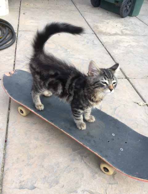 Azt kívánod, bárcsak olyan menő lennél, mint ez a gördeszkás macska Azt kívánod, bárcsak olyan menő lennél, mint ez a gördeszkás macska