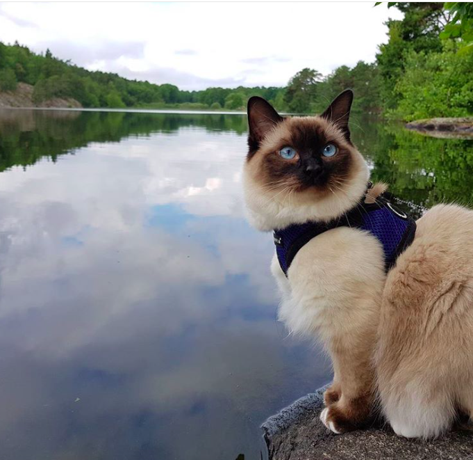10 macska, aki nem a lakásban lustálkodja végig az életet
