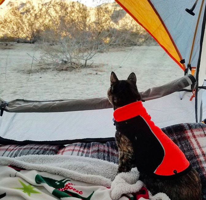 10 macska, aki nem a lakásban lustálkodja végig az életet 10 macska, aki nem a lakásban lustálkodja végig az életet