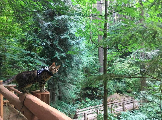 10 macska, aki nem a lakásban lustálkodja végig az életet 10 macska, aki nem a lakásban lustálkodja végig az életet