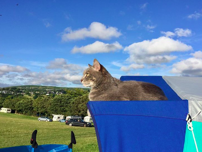 10 macska, aki nem a lakásban lustálkodja végig az életet 10 macska, aki nem a lakásban lustálkodja végig az életet
