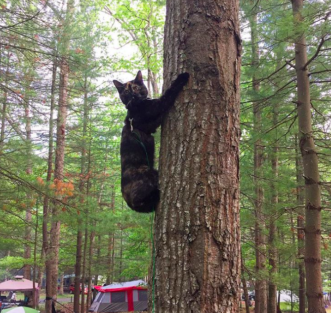 10 macska, aki nem a lakásban lustálkodja végig az életet 10 macska, aki nem a lakásban lustálkodja végig az életet