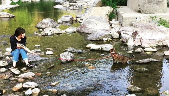 10 macska, aki nem a lakásban lustálkodja végig az életet 10 macska, aki nem a lakásban lustálkodja végig az életet