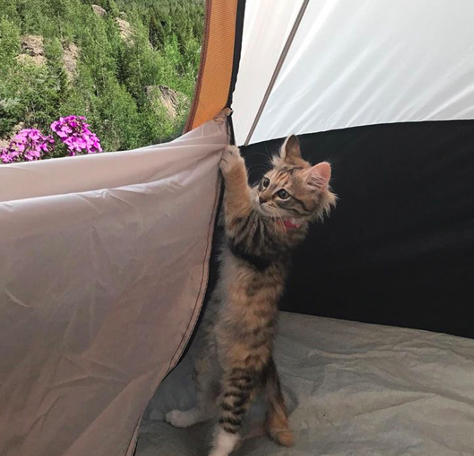 10 macska, aki nem a lakásban lustálkodja végig az életet 10 macska, aki nem a lakásban lustálkodja végig az életet