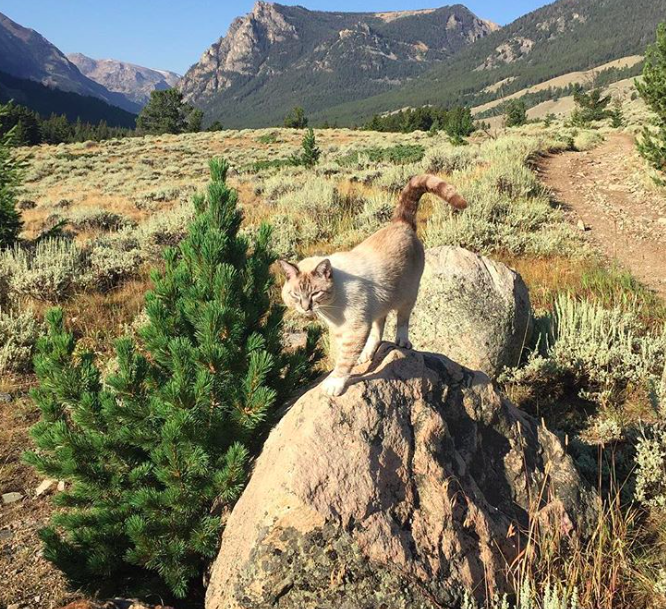 10 macska, aki nem a lakásban lustálkodja végig az életet 10 macska, aki nem a lakásban lustálkodja végig az életet