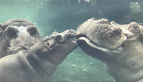 Először találkozott papájával a vízilóbébi - cuki videó