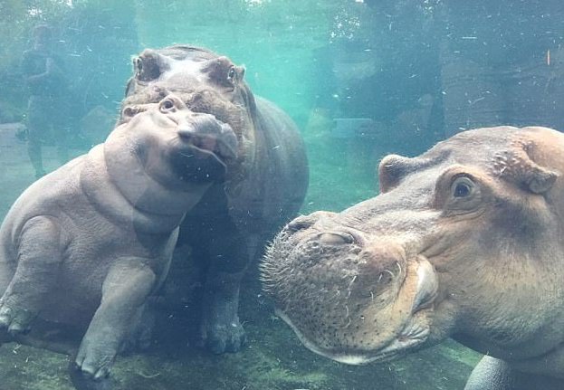 Először találkozott papájával a vízilóbébi - cuki videó