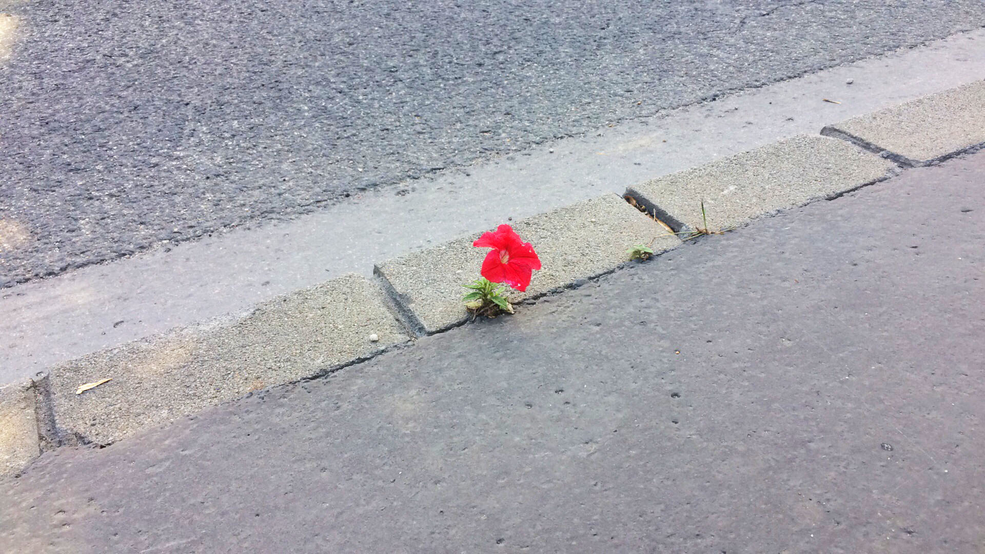 Ha az életigenlés egy növény lenne, ez a budapesti petúnia lenne az
