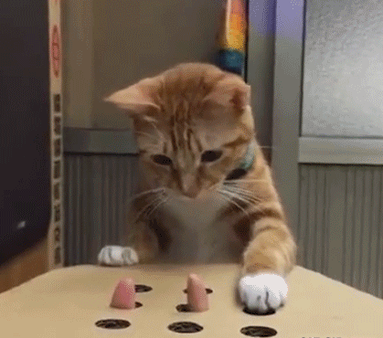 Ezért van szükséged macskára a gyereked mellé