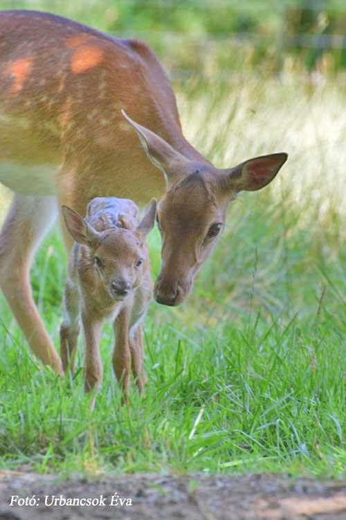 Forrás: Körös-Maros Nemzeti Park Igazgatóság