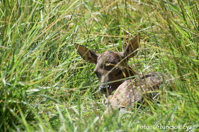 Forrás: Körös-Maros Nemzeti Park Igazgatóság