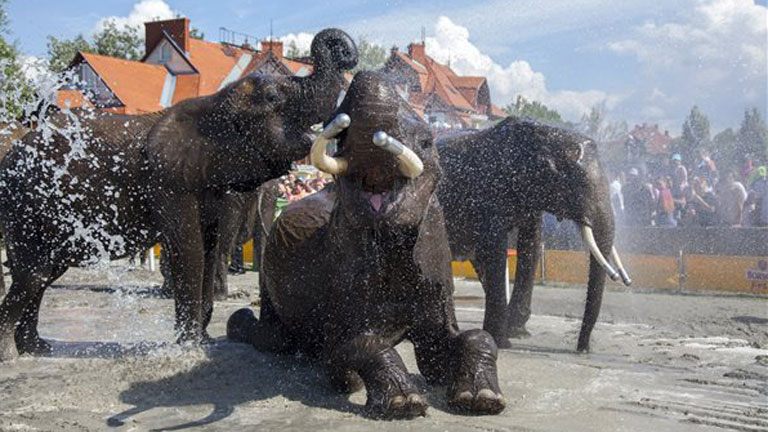 A Magyar Nemzeti Cirkusz elefántjait fürdetik a Cirkuszok éjszakája rendezvényen Balatonlellén - MTI Fotó: Varga György