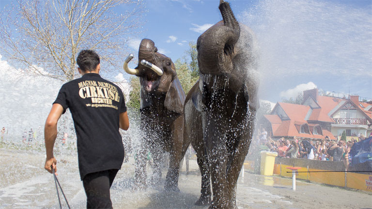 Elefántok fürödtek a Balatonban Elefántok fürödtek a Balatonban