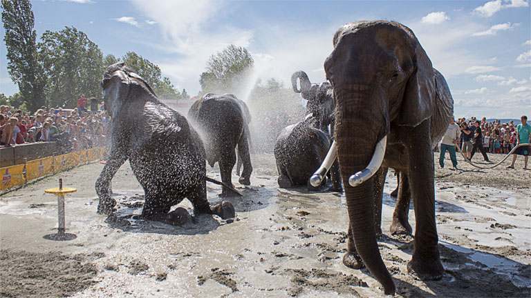 Elefántok fürödtek a Balatonban Elefántok fürödtek a Balatonban