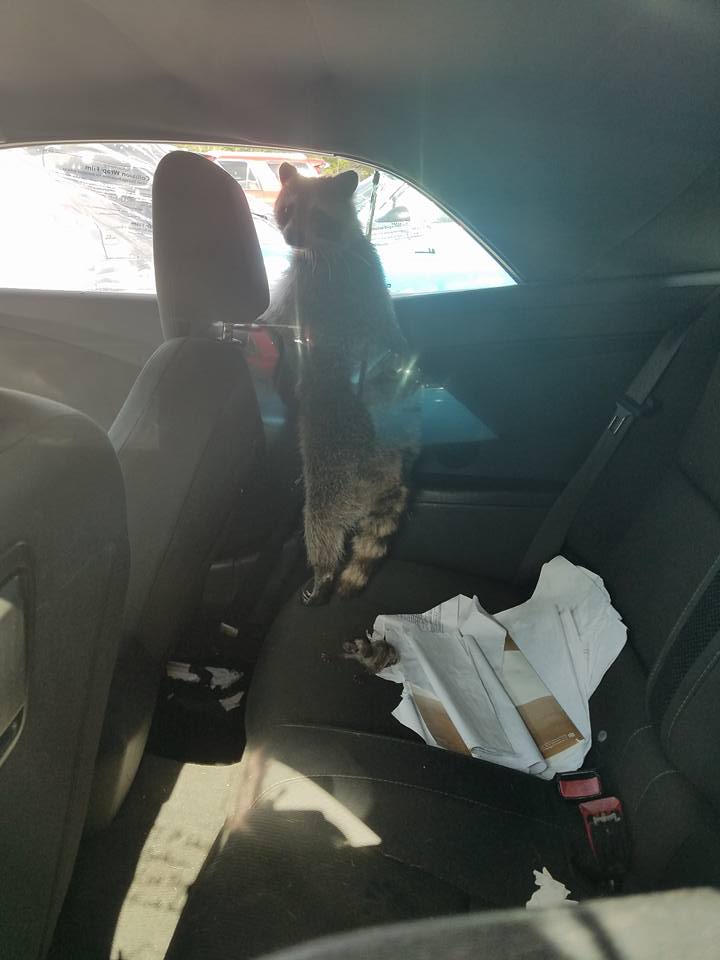 A kismamák hőse ez a mosómedve, aki betört egy autóba, hogy ott szülhesse meg a kicsinyeit