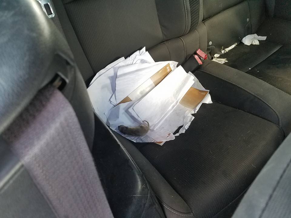 A kismamák hőse ez a mosómedve, aki betört egy autóba, hogy ott szülhesse meg a kicsinyeit