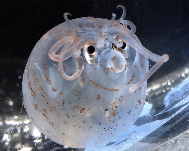 Ez a 8 állat szinte túl bizarr, hogy tényleg létezzen