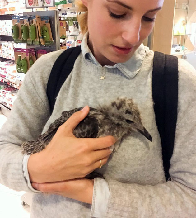 Jó kezekbe került a pórul járt sirályfióka (Fotó: Oláh-Nagy Aliz)