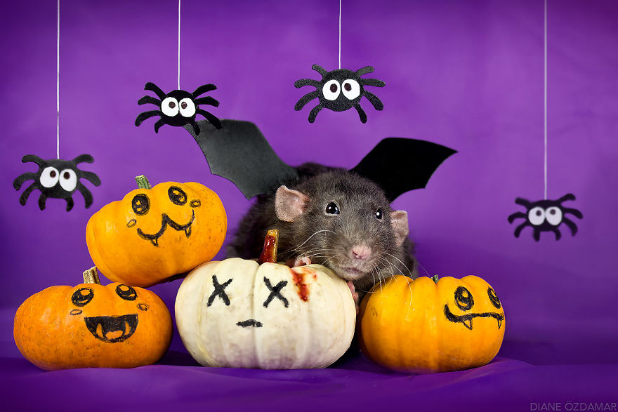 Ezek a fotók bebizonyítják, hogy a patkányok igenis cukik