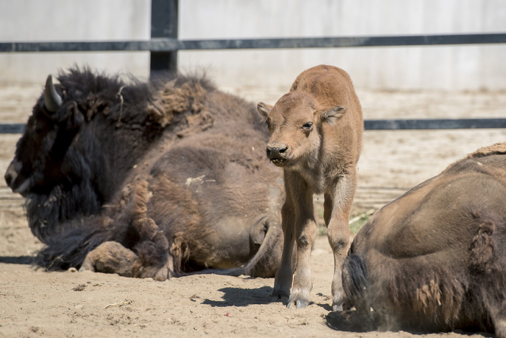 Amerikai bölényborjú (Bison bison) a pécsi állatkerben 2017. július 20-án. Aranka és Brutus negyedik borja július 15-én született. MTI Fotó: Sóki Tamás