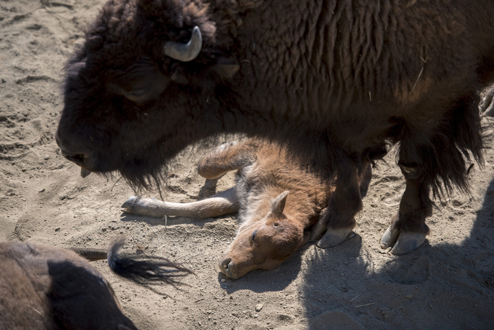 Amerikai bölényborjú (Bison bison) a pécsi állatkerben 2017. július 20-án. Aranka és Brutus negyedik borja július 15-én született. MTI Fotó: Sóki Tamás